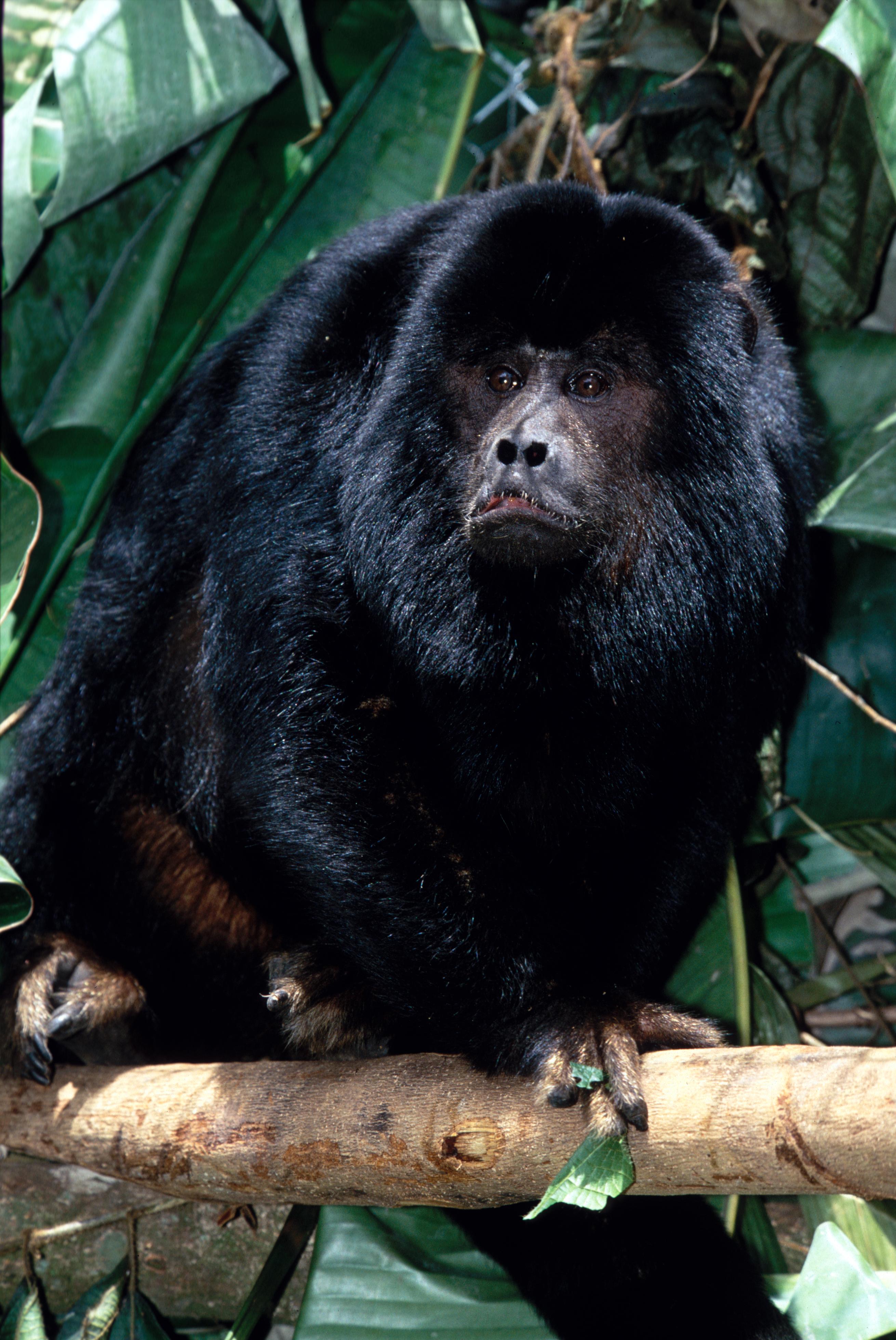 Macaco-aranha Andante Com Pelo Preto E Cinzento Cabeça Pequena Com