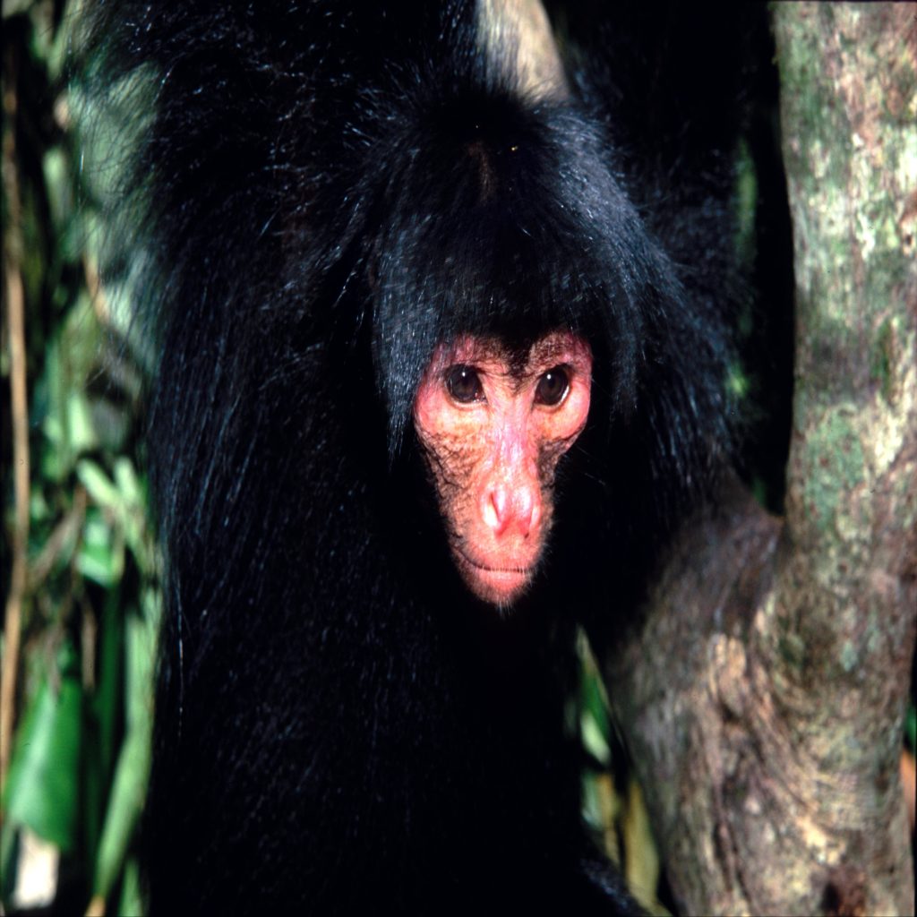 Macaco-aranha-de-cara-vermelha