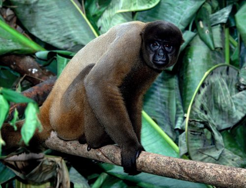 Macaco-aranha-de-cara-vermelha - Animália Park