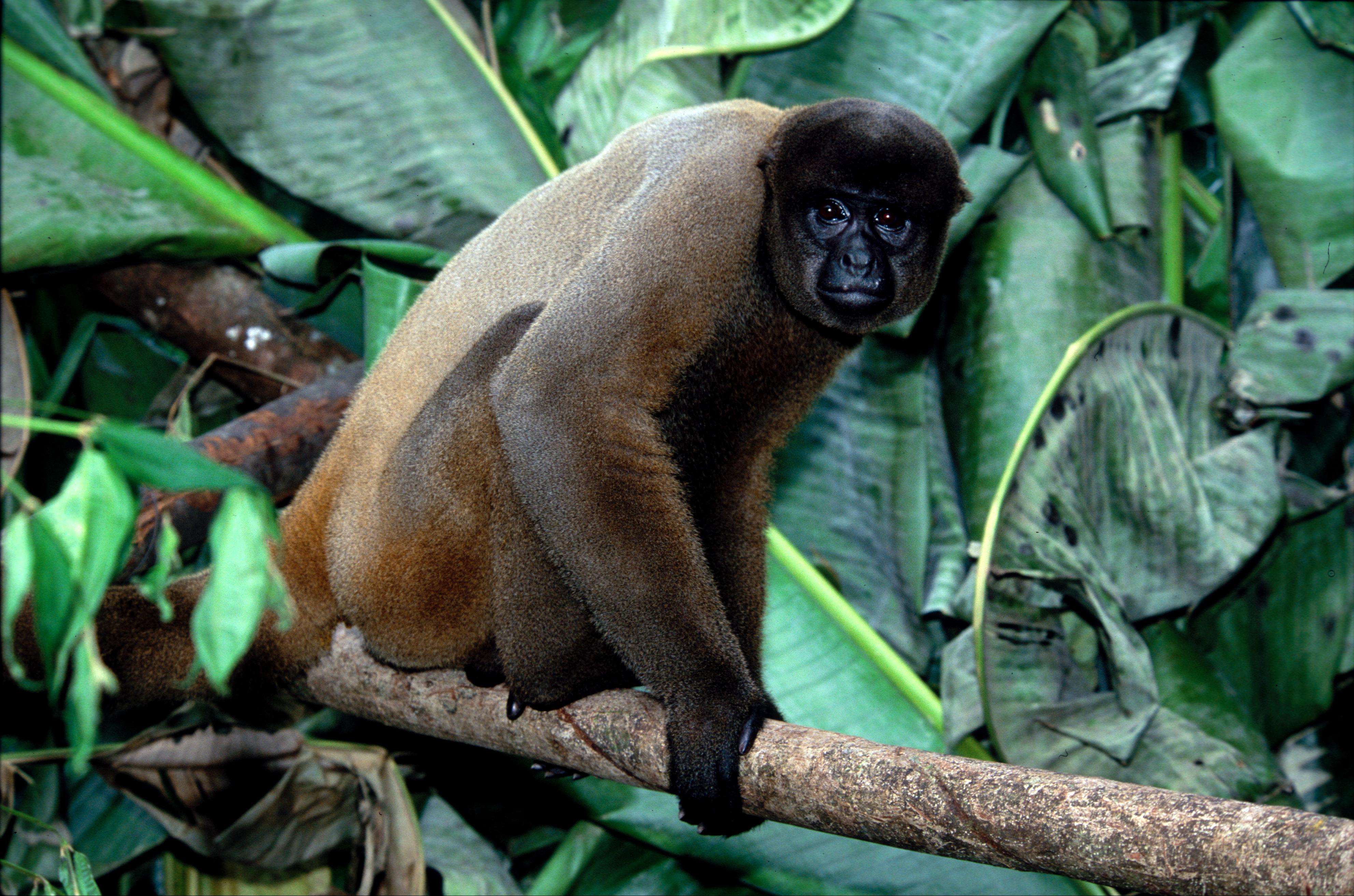 Macaco-aranha-de-cara-branca - Portal Amazônia
