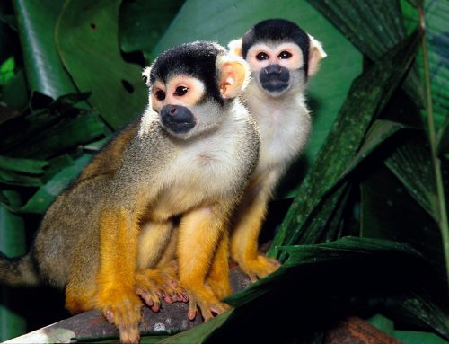 Macaco-de-Cheiro Boliviense