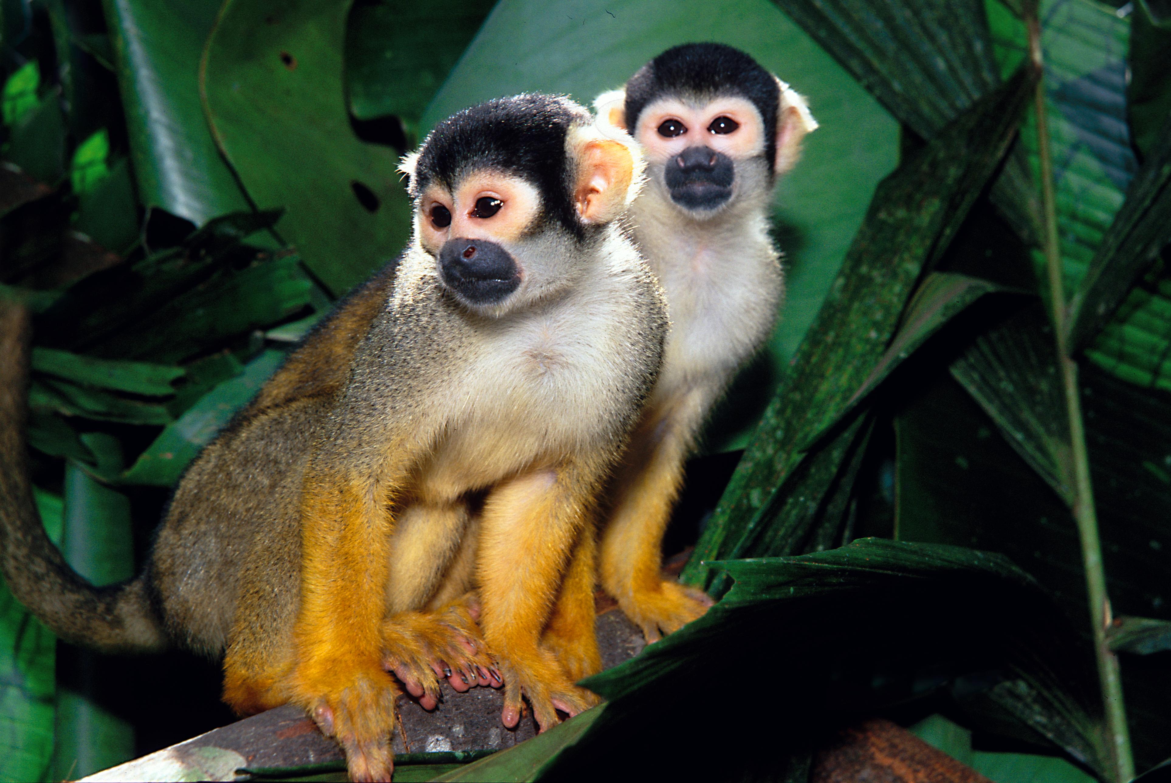 Sagui de tufo branco callithrix jacchus pequeno macaco que habita as  florestas brasileiras