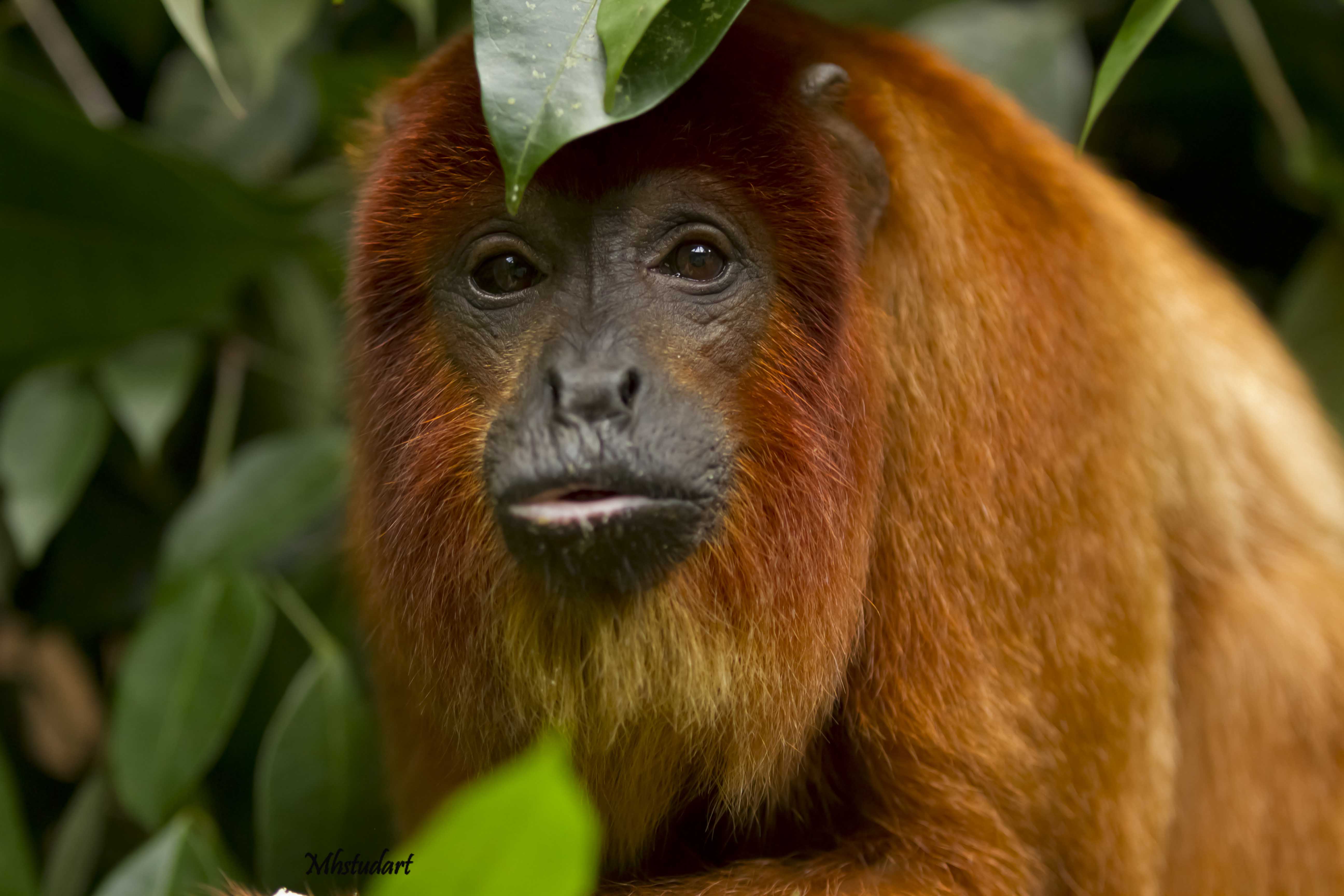 Macaco Aranha de Cara Vermelha / Red Faced Spider Monkey (Ateles