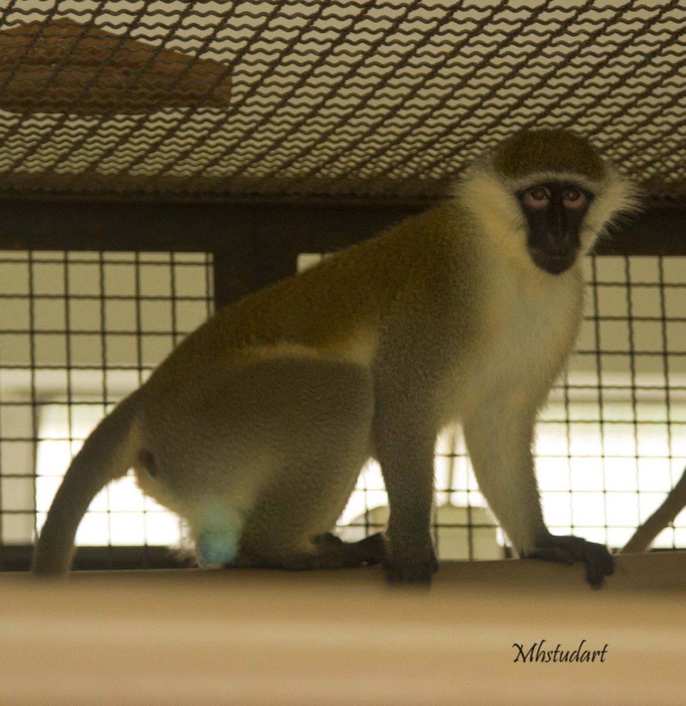 Macaco Chimpanzé Macho