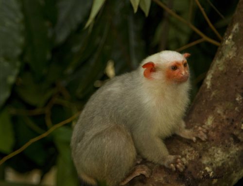 Sagui-Branco