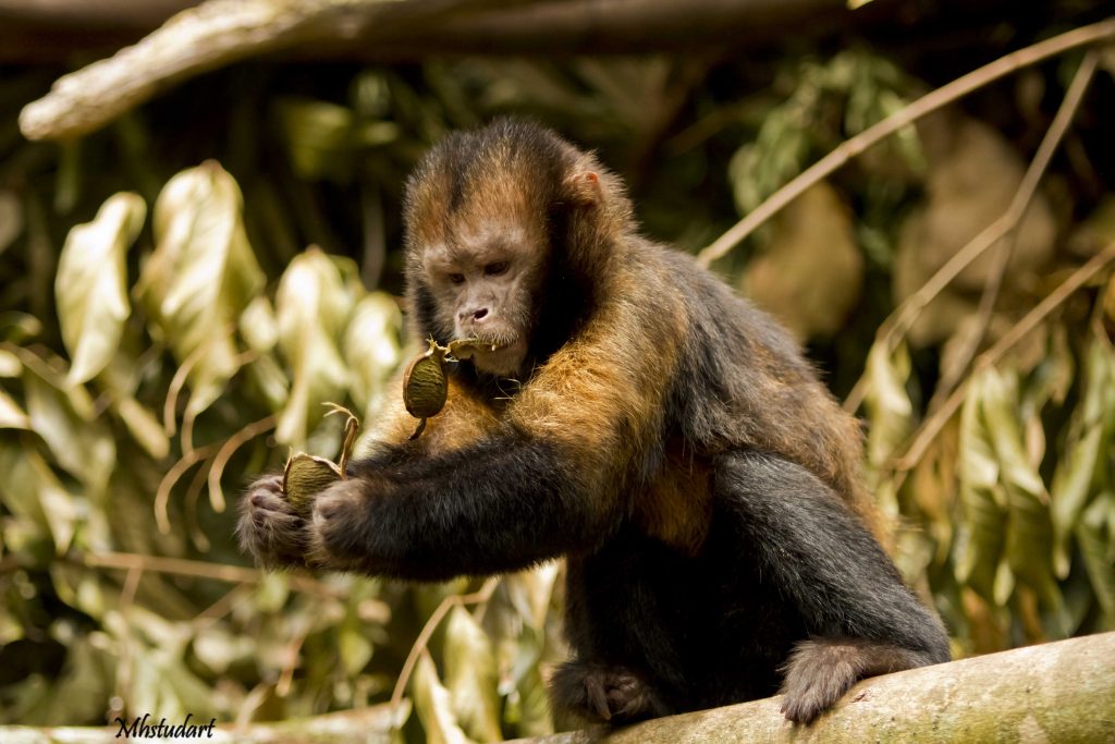 Abu, o filhote de macaco-prego-do-peito-amarelo que nasceu no