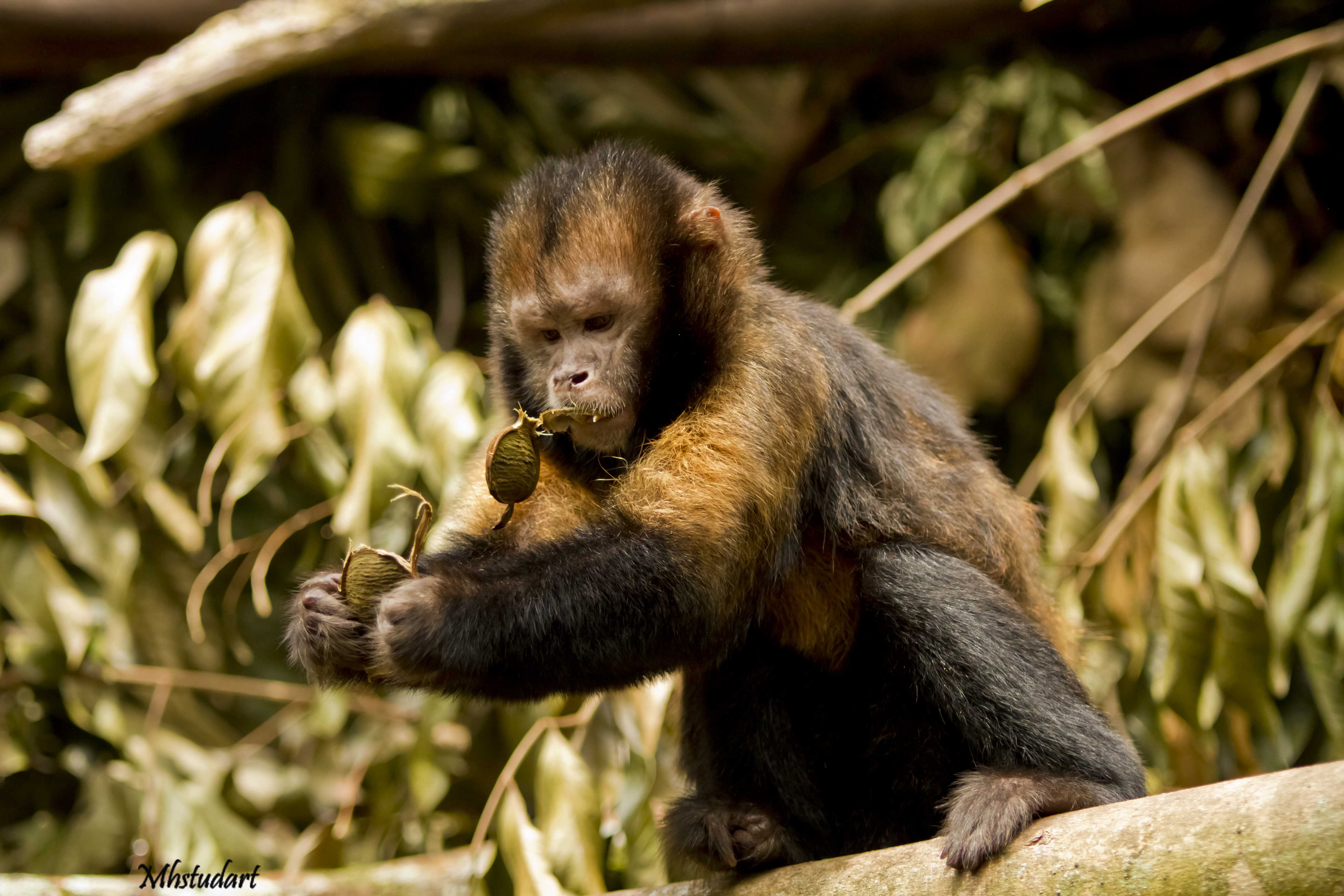 Macaco-prego-do-peito-amarelo, raridade da Caatinga - ((o))eco